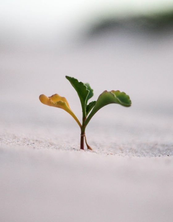 Se quer ser é porque algo em você já é